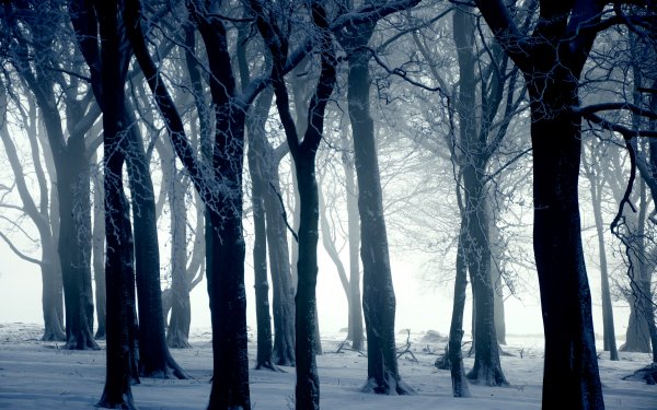 Earth Winter Forest Snow Tree Fog HD Wallpaper | Background Image