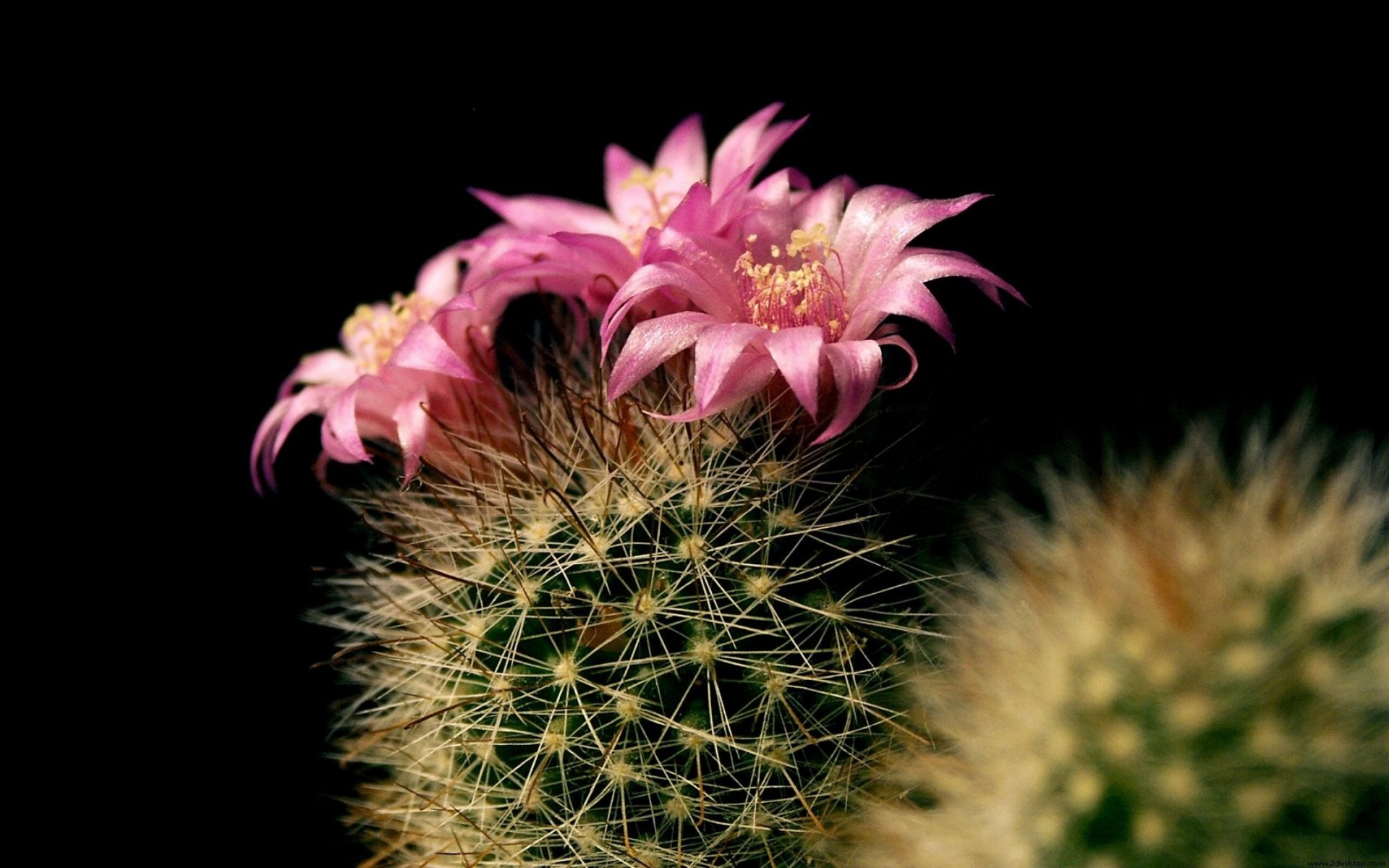 Download Nature Cactus HD Wallpaper