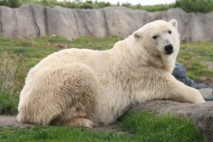 Animal polar bear HD Desktop Wallpaper | Background Image