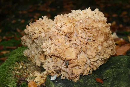 4K Ultra HD PC desktop wallpaper: close-up nature scene of a pale, cauliflower-like mushroom cluster on mossy forest floor with scattered autumn leaves.