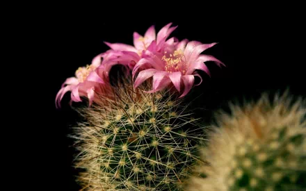  Cactus Flower