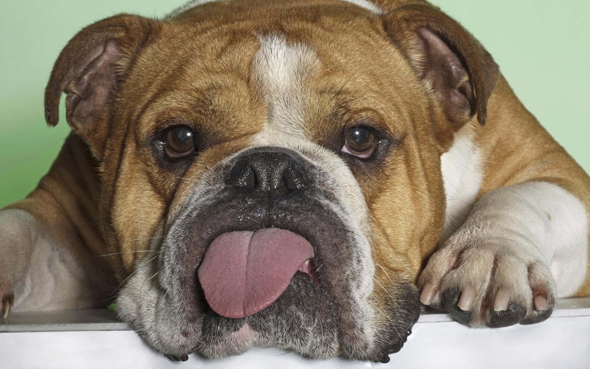 Animal Bulldog HD Wallpaper