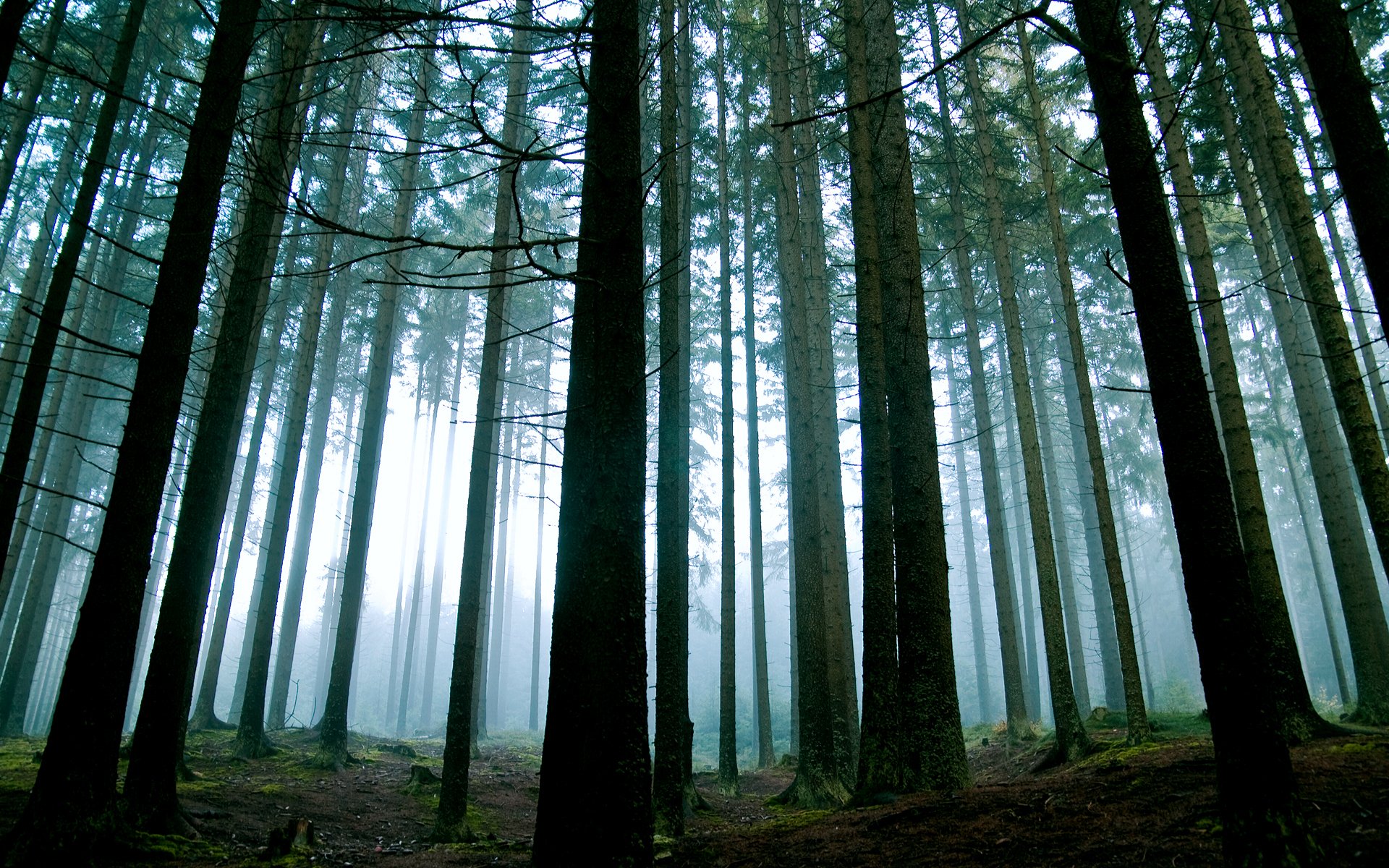 Forest background. Фон леса. Обои на рабочий стол лес. Фото леса. Лес HD.