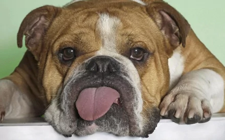 HD PC desktop wallpaper of a brown-and-white bulldog resting its head on a ledge with tongue out against a pale green background.