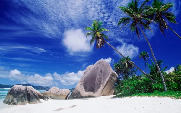 HD desktop wallpaper featuring a pristine beach with white sand, towering palm trees, and large rocks, with the ocean and a vibrant blue sky in the background.