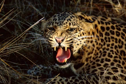HD PC desktop wallpaper of a snarling leopard baring its teeth amid dry grass, high-resolution wildlife background.