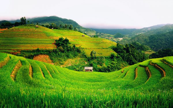 Tierra/Naturaleza Campo Vietnam Hill Verde Fotografía Fondo de pantalla HD | Fondo de Escritorio