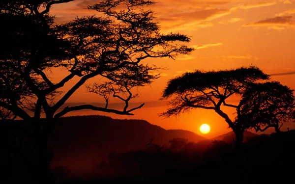 HD desktop wallpaper of a serene sunset featuring silhouetted tree branches against a vibrant sky with clouds, capturing the beauty of nature. The sun sets behind the silhouetted horizon, creating a peaceful scene.