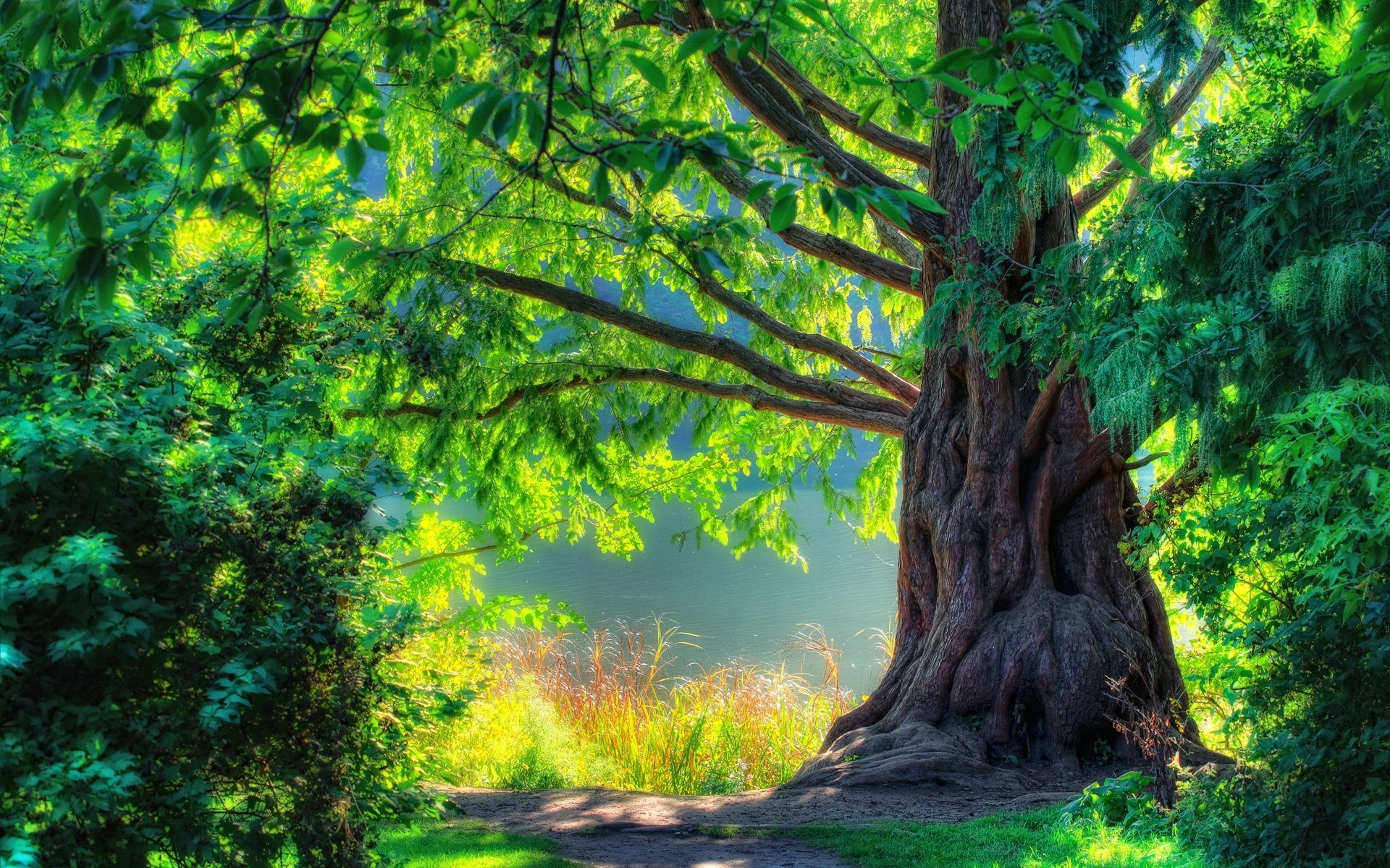 Tree Full HD Wallpaper and Background | 1920x1200 | ID:200189