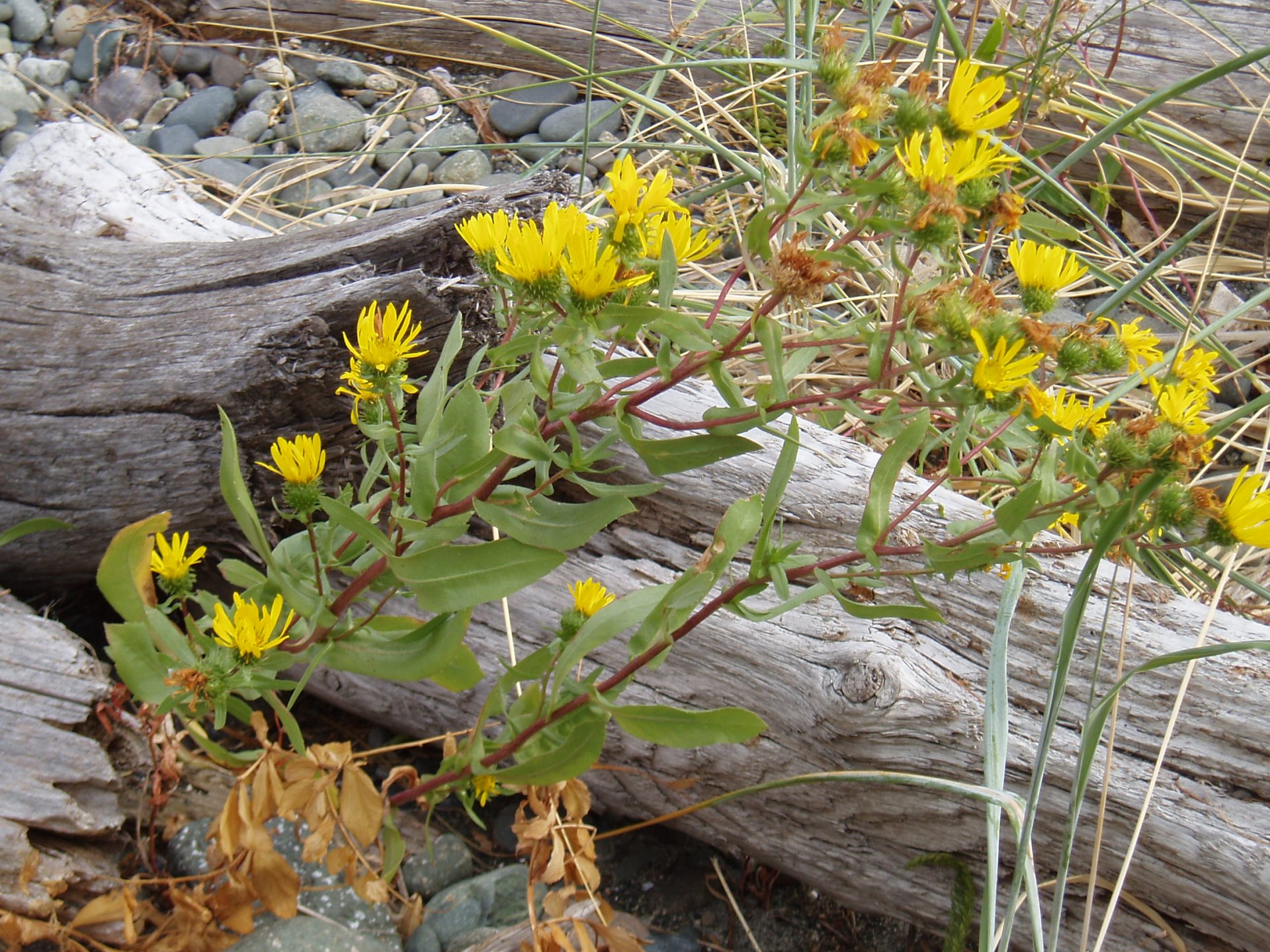 HD PC desktop wallpaper/background: yellow wildflowers and green foliage draped across weathered driftwood on a pebble shore, a calm nature scene.