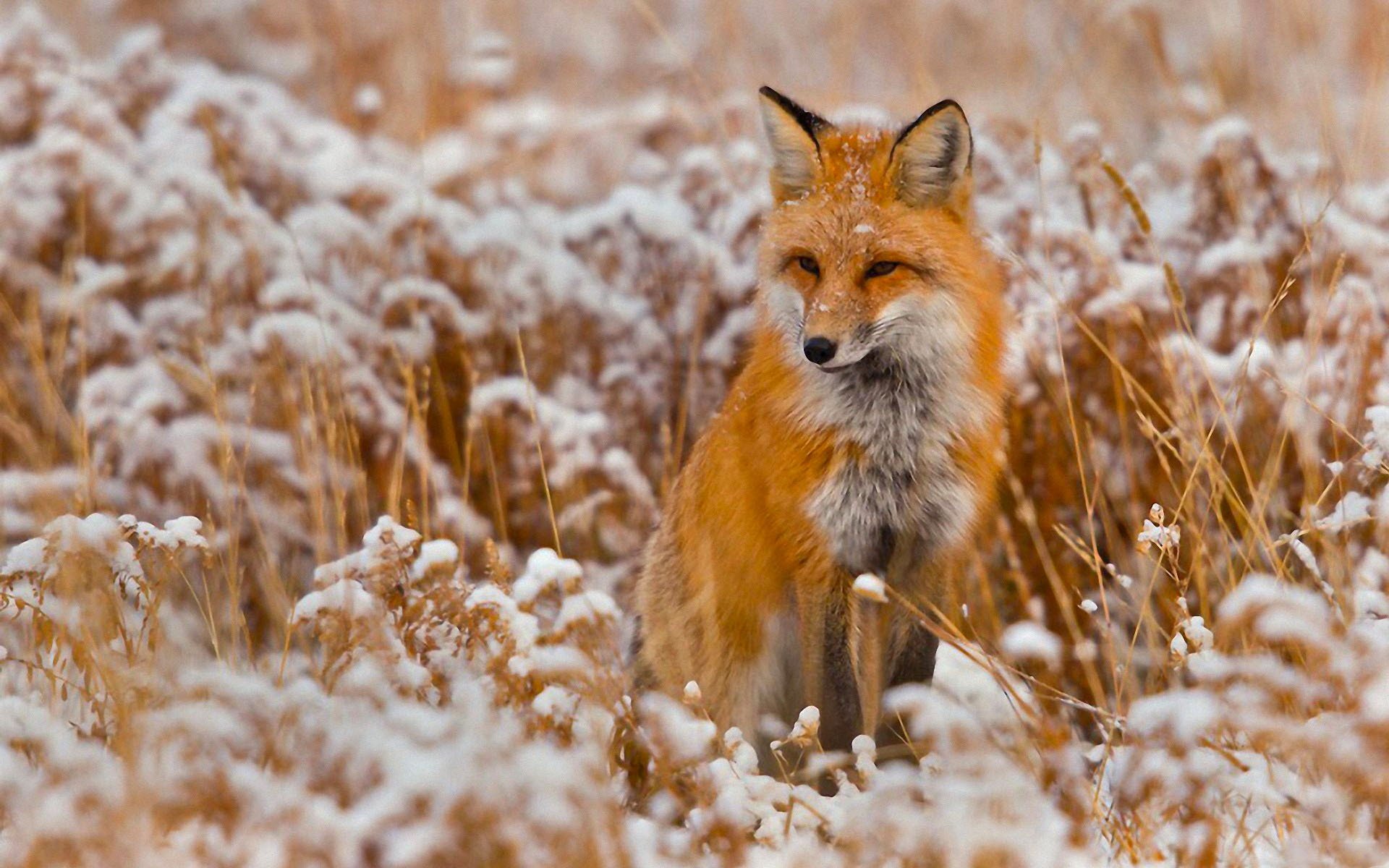 Fox Full HD Wallpaper and Background Image | 1920x1200 | ID:200309