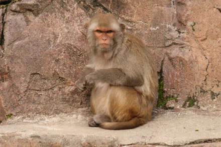 4K Ultra HD desktop wallpaper featuring a monkey sitting against a textured rock background, highlighting natural detail and expression in the animal.