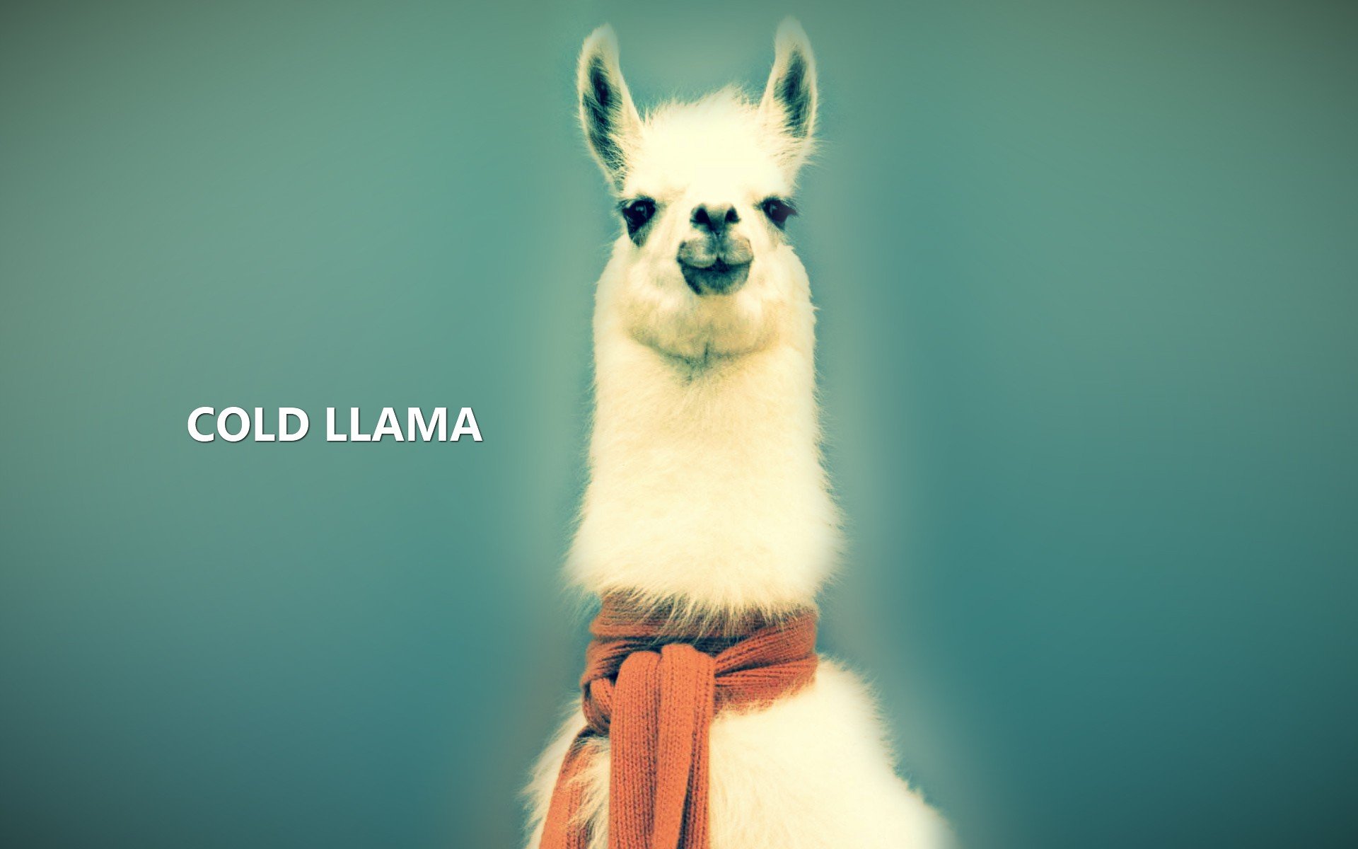 Llama Full HD Wallpaper and Background Image | 1920x1200 | ID:201805