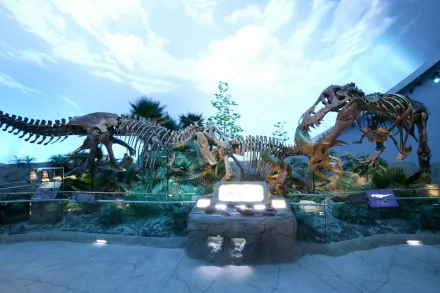 HD desktop wallpaper featuring an animal fossil skeleton of dinosaurs displayed in a museum setting, with a background of a blue sky and plants.