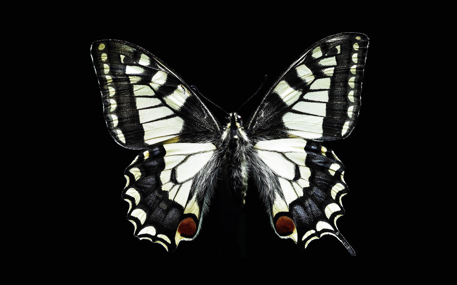 Download Animal Butterfly HD Wallpaper