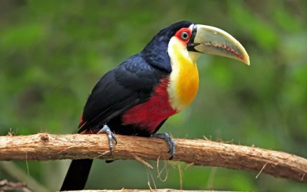 HD desktop wallpaper featuring a vibrant toucan perched on a branch against a soft green natural background.