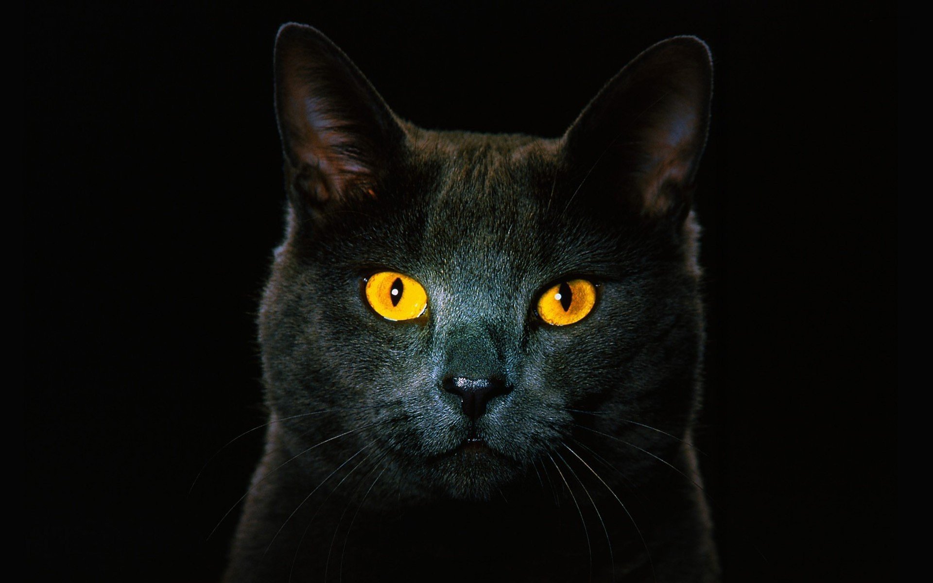 1920x1200 Black cat Wallpaper Background Image. 