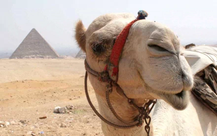 A close-up of a camel with a playful expression, set against the backdrop of the pyramids, making for an engaging HD PC desktop wallpaper and background.