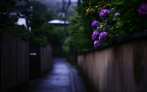 Man Made Fence Flower Hydrangea HD Wallpaper | Background Image