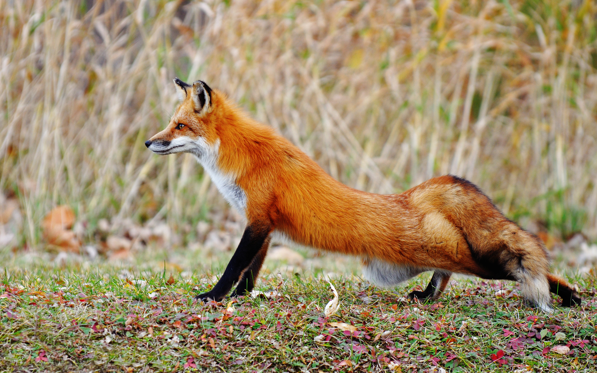 Animal Fox HD Wallpaper | Background Image