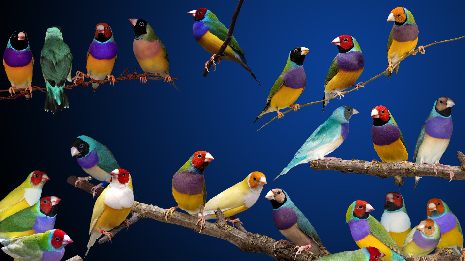 Animal Gouldian Finch HD Wallpaper | Background Image