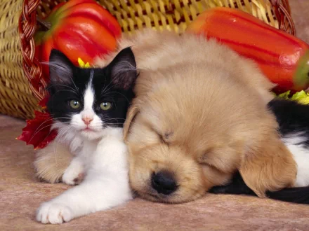 Animal Cat & Dog HD Desktop Wallpaper | Background Image