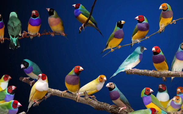 A vibrant collage of Gouldian finches perched on branches, showcasing their colorful plumage against a deep blue background, making a striking HD wallpaper.