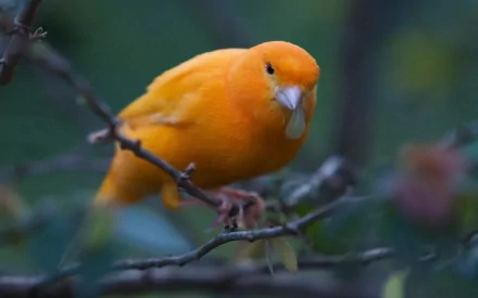 HD desktop wallpaper of a vibrant orange canary perched on a branch, showcasing the beauty of this bird and animal in a natural, blurred background.