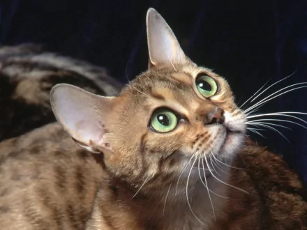 kitten Animal bengal cat HD Desktop Wallpaper | Background Image