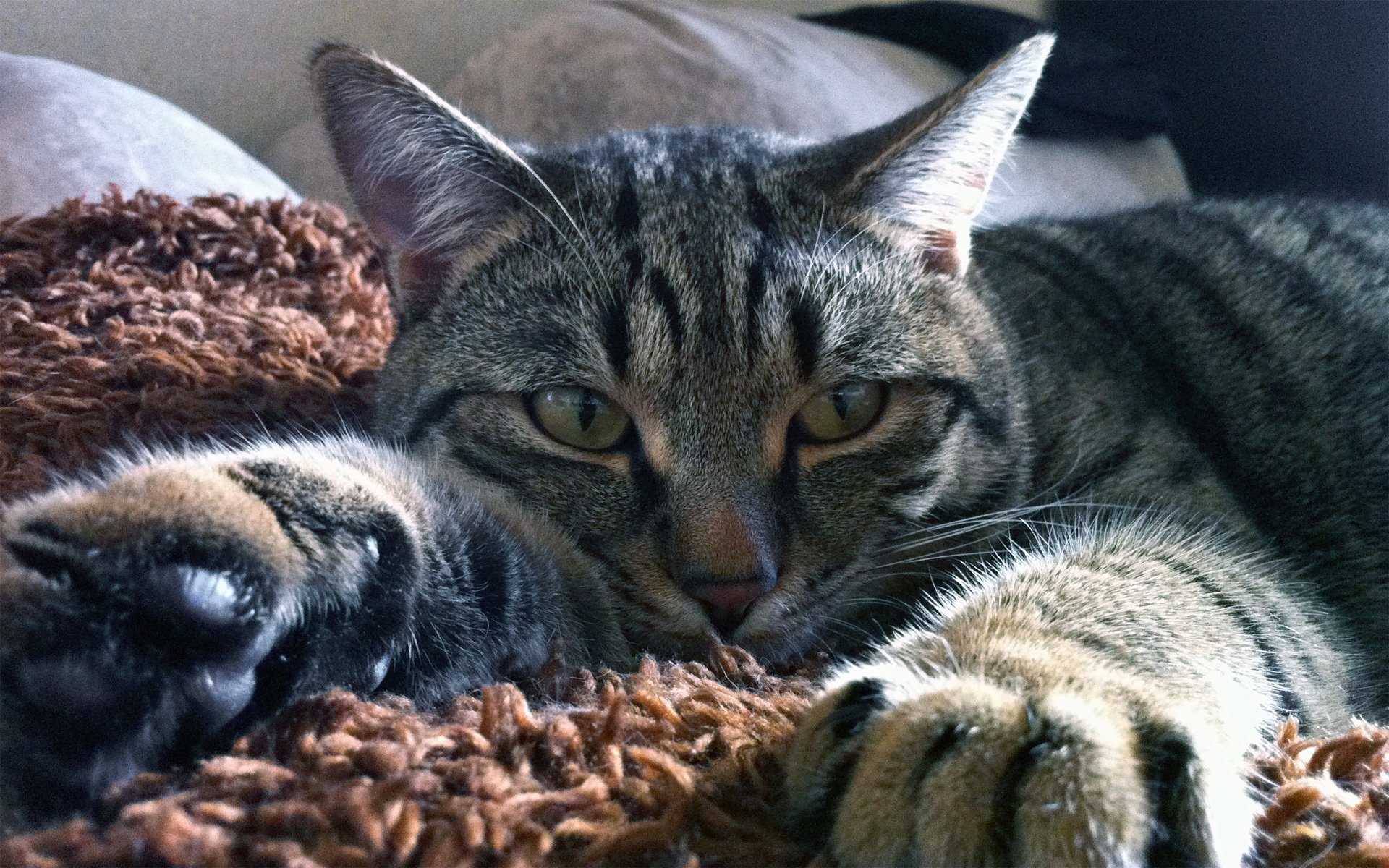 kedi wallpaper