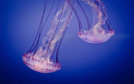 HD desktop wallpaper featuring translucent jellyfish with long tentacles floating gracefully against a deep blue background.