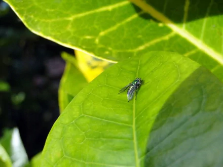 Animal fly HD Desktop Wallpaper | Background Image