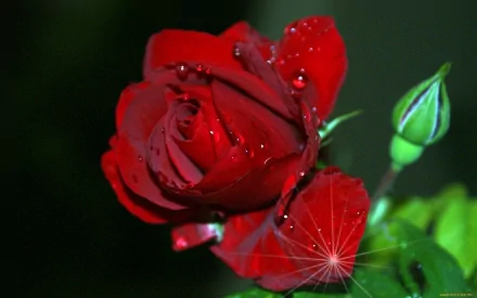 HD desktop wallpaper of a vibrant red rosebud with water droplets, set against a dark, blurred natural background.