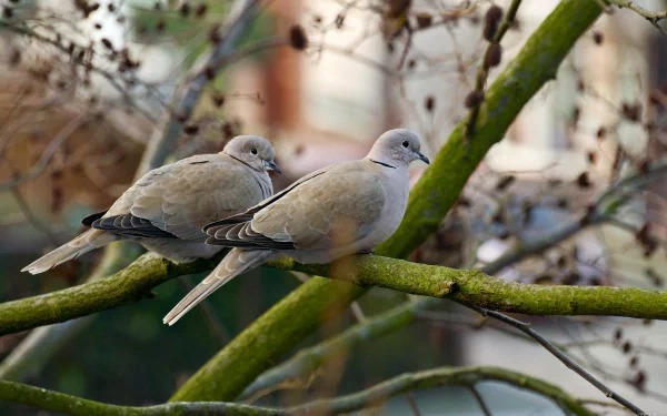 Two doves perched on a mossy branch, surrounded by a natural backdrop. This serene scene makes for a stunning HD PC desktop wallpaper and background.