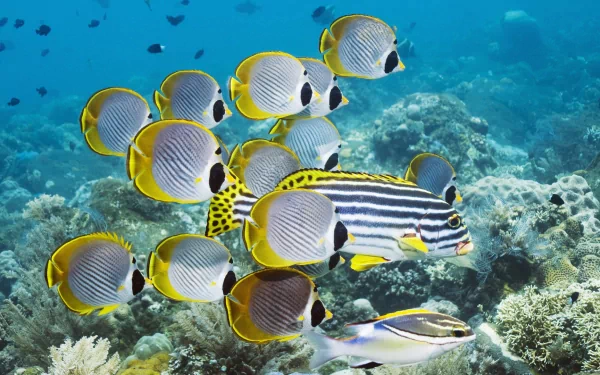 A vibrant underwater scene featuring several butterflyfish swimming among coral, showcasing their distinct colors and patterns in a stunning HD desktop wallpaper.