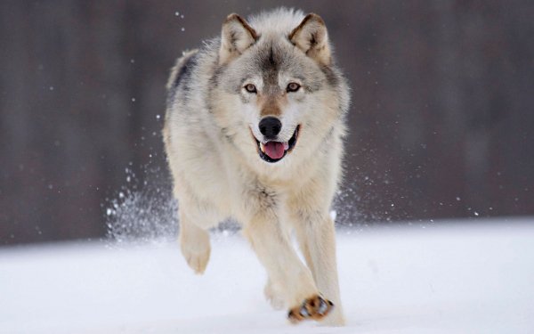 Animales Lobo Running Snow Fondo de pantalla HD | Fondo de Escritorio