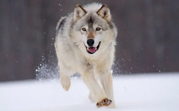 A high-definition desktop wallpaper of a wolf running through the snow, showcasing its strength and agility.