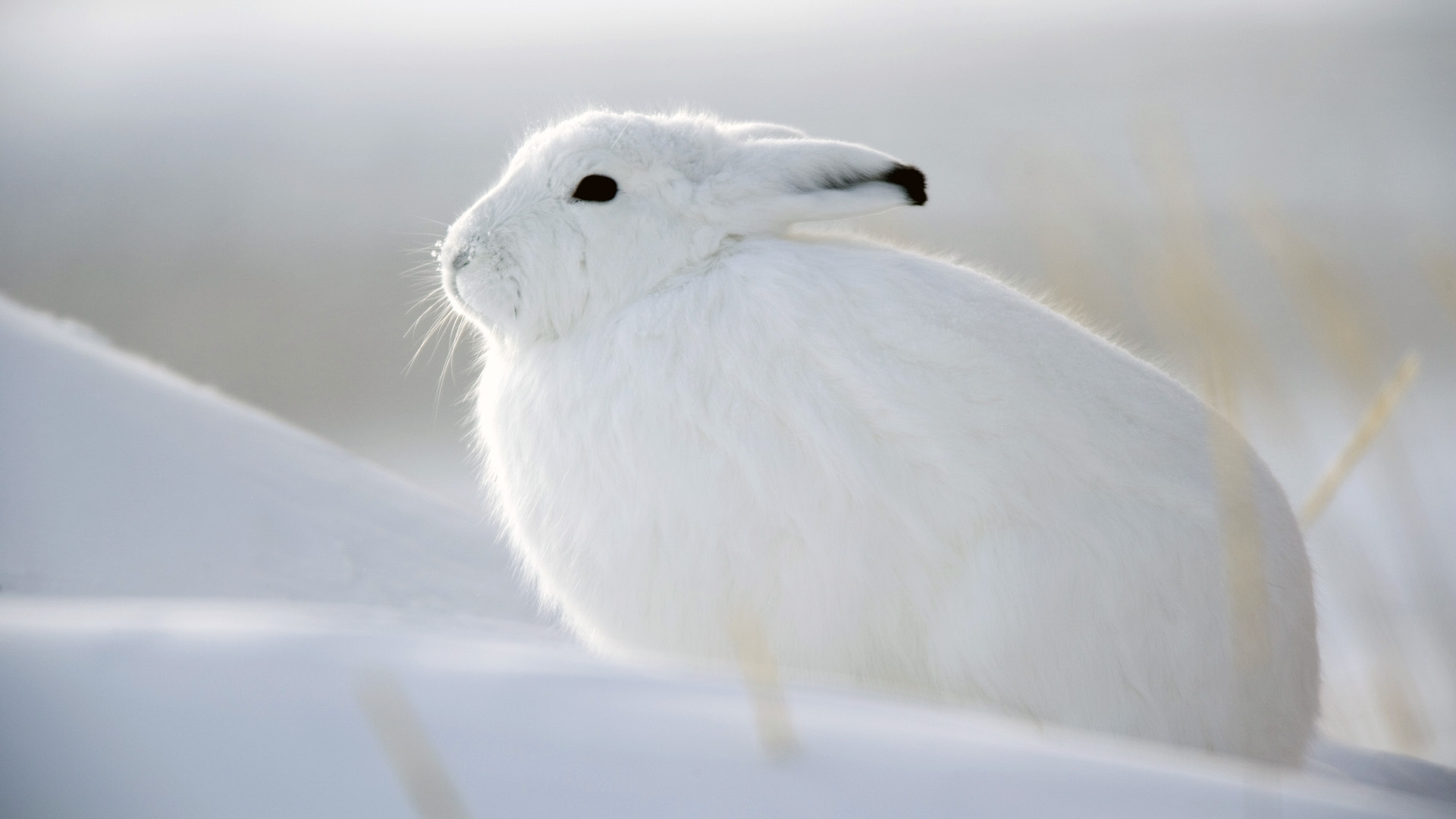 white artic hare