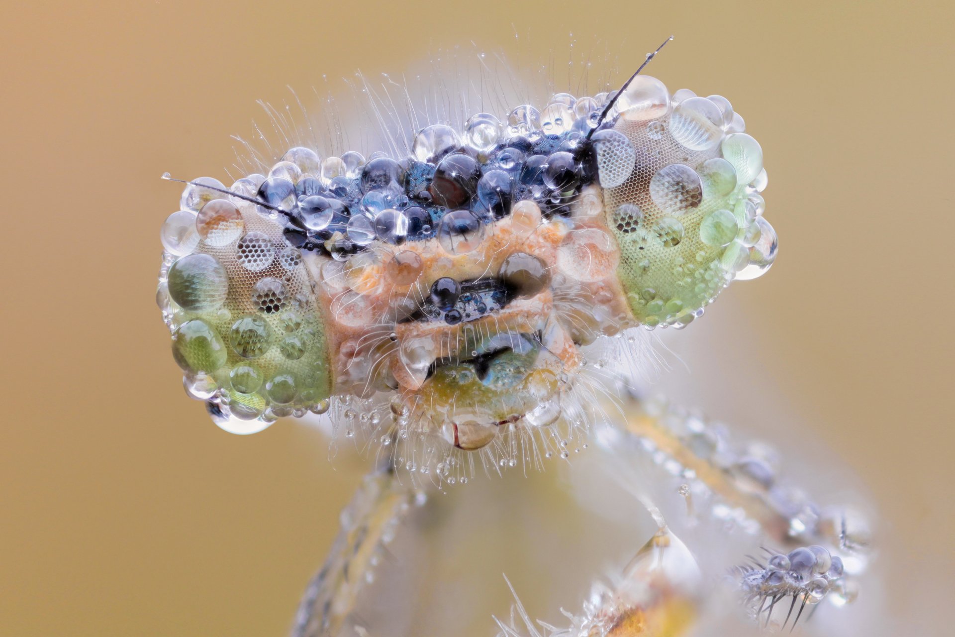 Download Animal Dragonfly HD Wallpaper