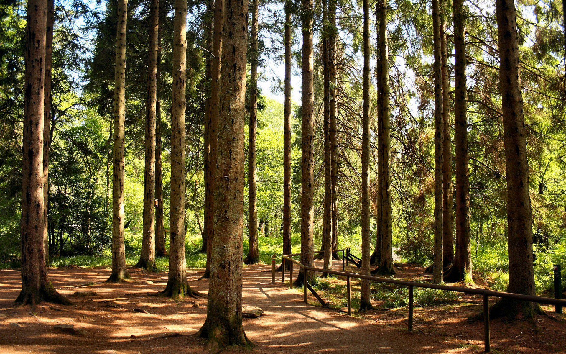 HD PC desktop wallpaper featuring a sunlit forest with tall trees and a pathway winding through the natural landscape.