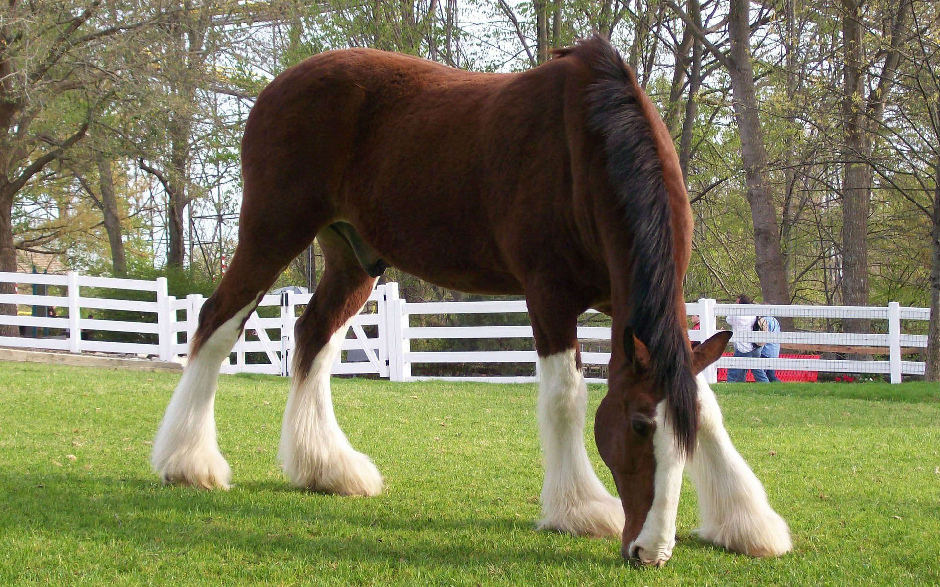 HD wallpaper featuring a draft horse grazing in a green field with a white fence and trees in the background.