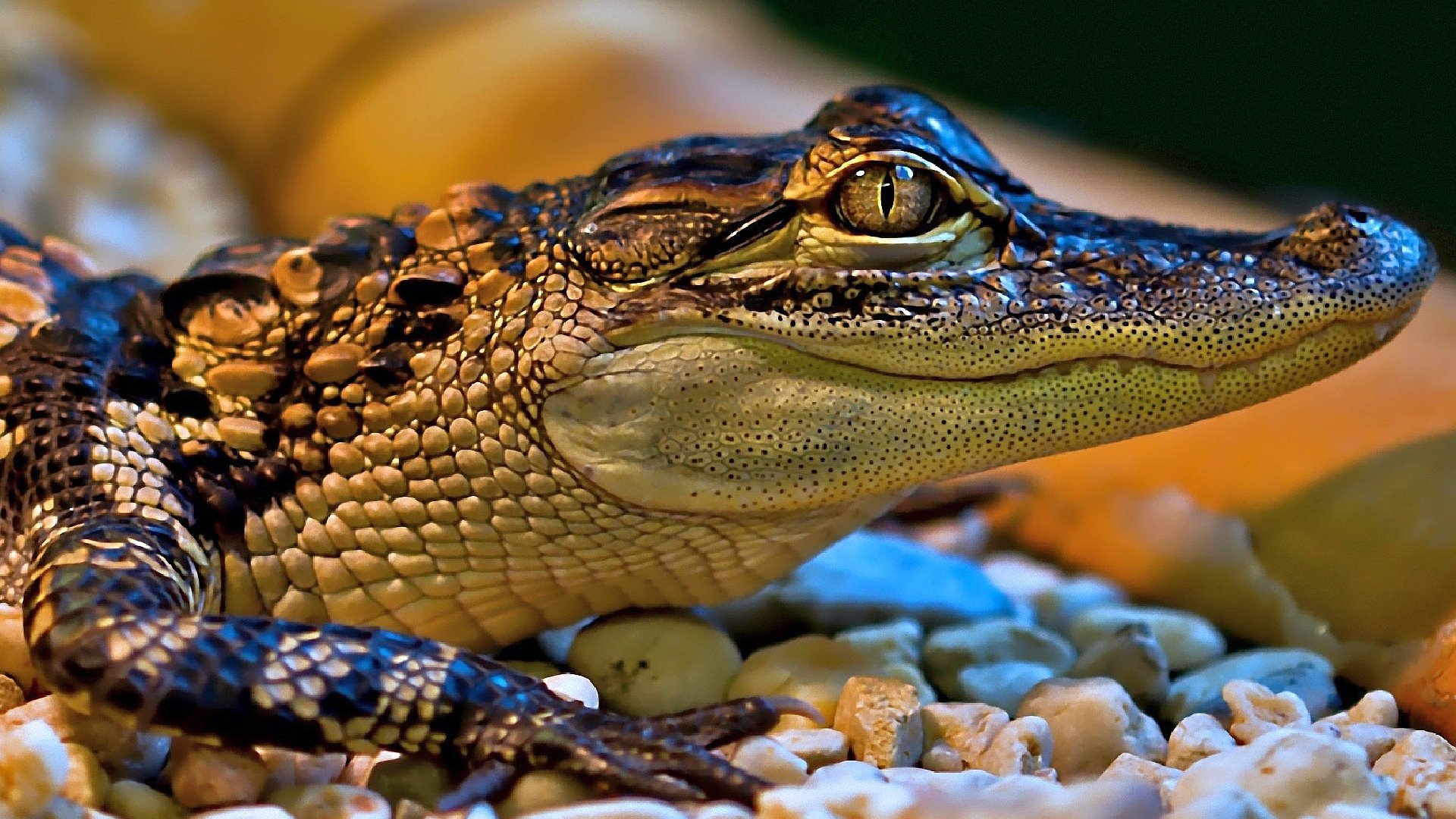 Little Crocodile Full HD Wallpaper and Background Image | 1920x1080