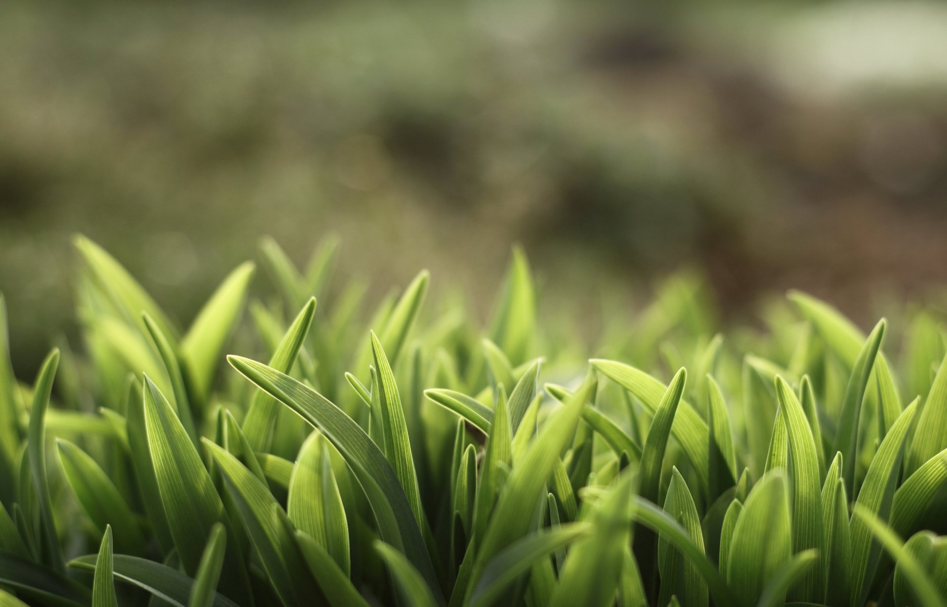 Grass 4k Ultra HD Wallpaper and Background Image | 4752x3047 | ID:208785