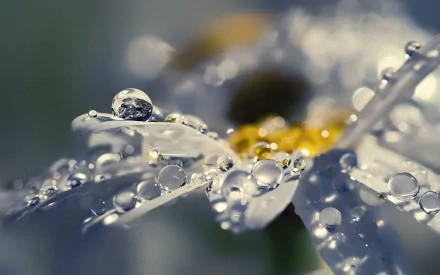 HD desktop wallpaper of a still life scene, featuring delicate water drops on a flower petal, set against a nature background.
