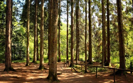 HD PC desktop wallpaper featuring a sunlit forest with tall trees and a pathway winding through the natural landscape.