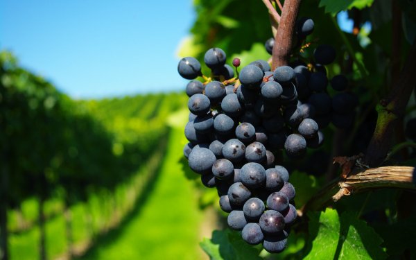 Food Grapes Fruits HD Wallpaper | Background Image