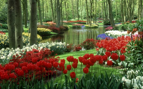 Hecho por el hombre Jardín Tulipán Primavera Agua Fondo de pantalla HD | Fondo de Escritorio