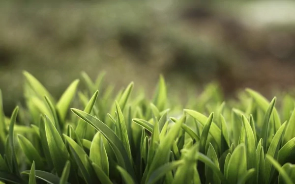 Close-up of vibrant green grass blades in soft natural light, captured in 4K Ultra HD for a crisp and detailed PC desktop wallpaper.