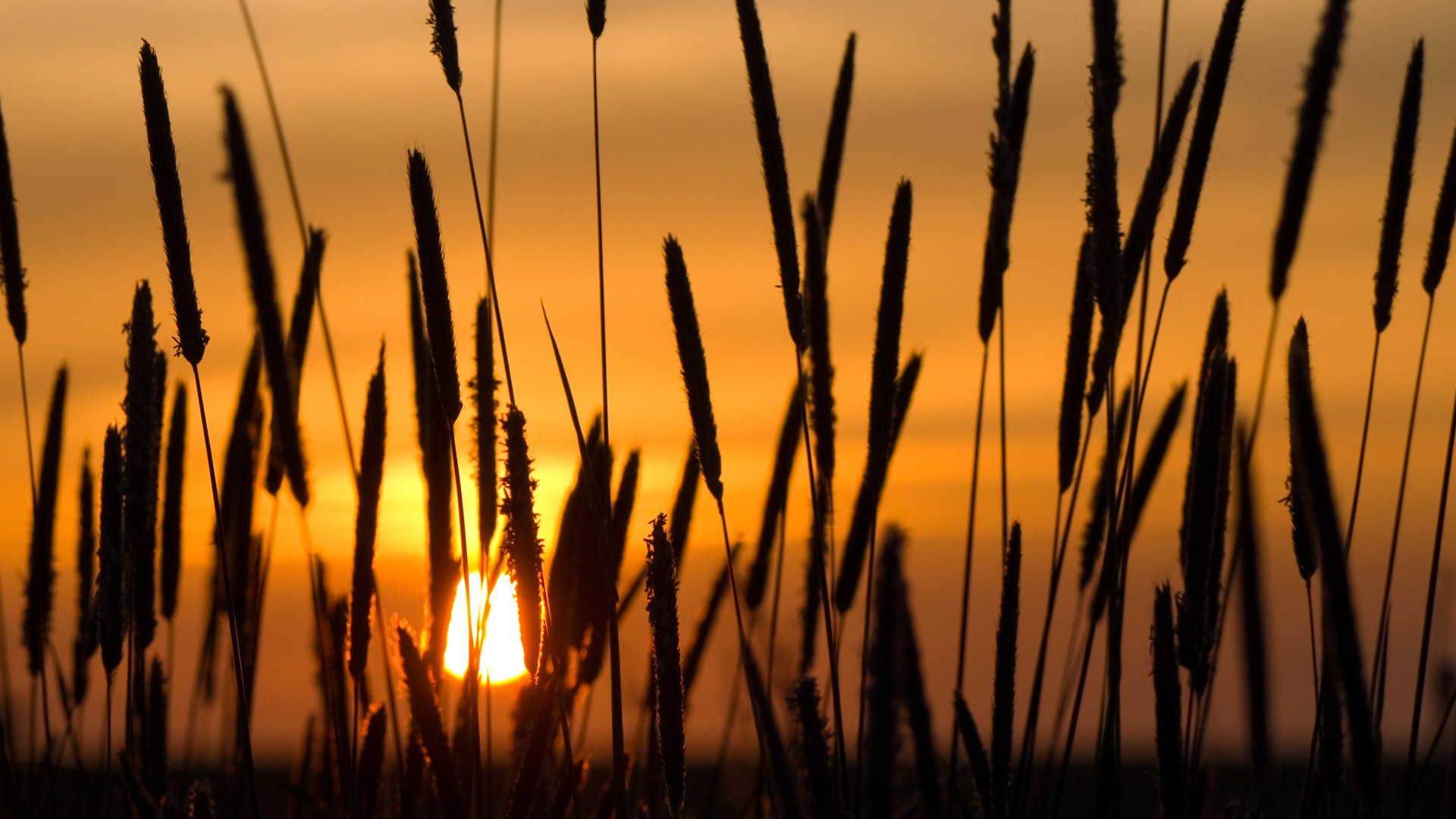 Download Wheat Nature Sunset HD Wallpaper