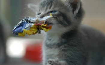 Hintergrundbilder Baby Katzen Bilder - Rehare